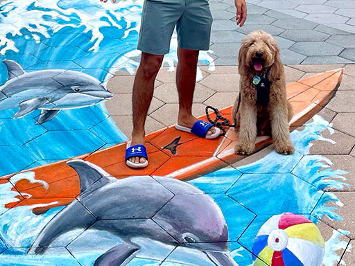Dog posing with 3D chalk image of surfboard, dolphins and beach ball.